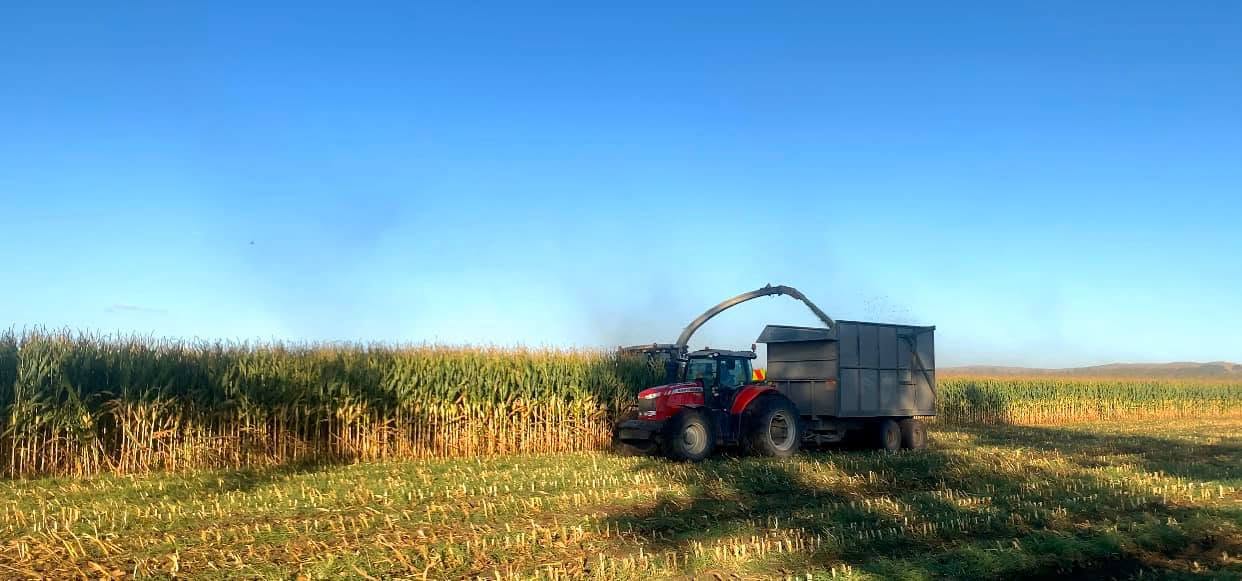 Forage harvester feeding chopped maize into a Massey Ferguson tractor and trailer alongside a standing maize crop