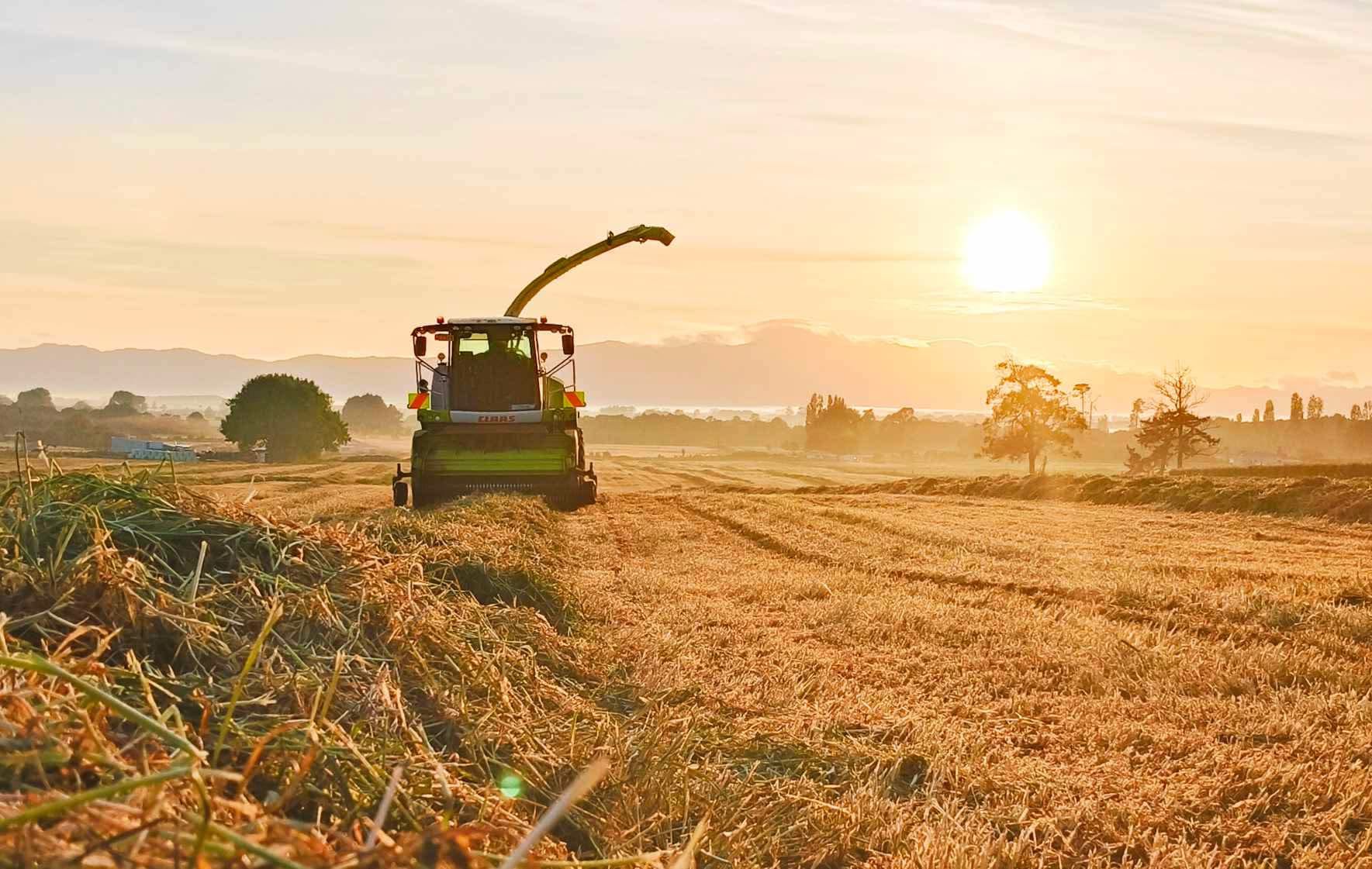 Claas Jaguar forage harvester picking up a windrow in a paddock with the sun low on the horizon