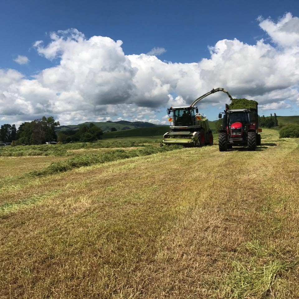 Claas forage harvester blowing chopped grass into a Massey Ferguson tractor and chaser bin under a dramatic cloudy sky