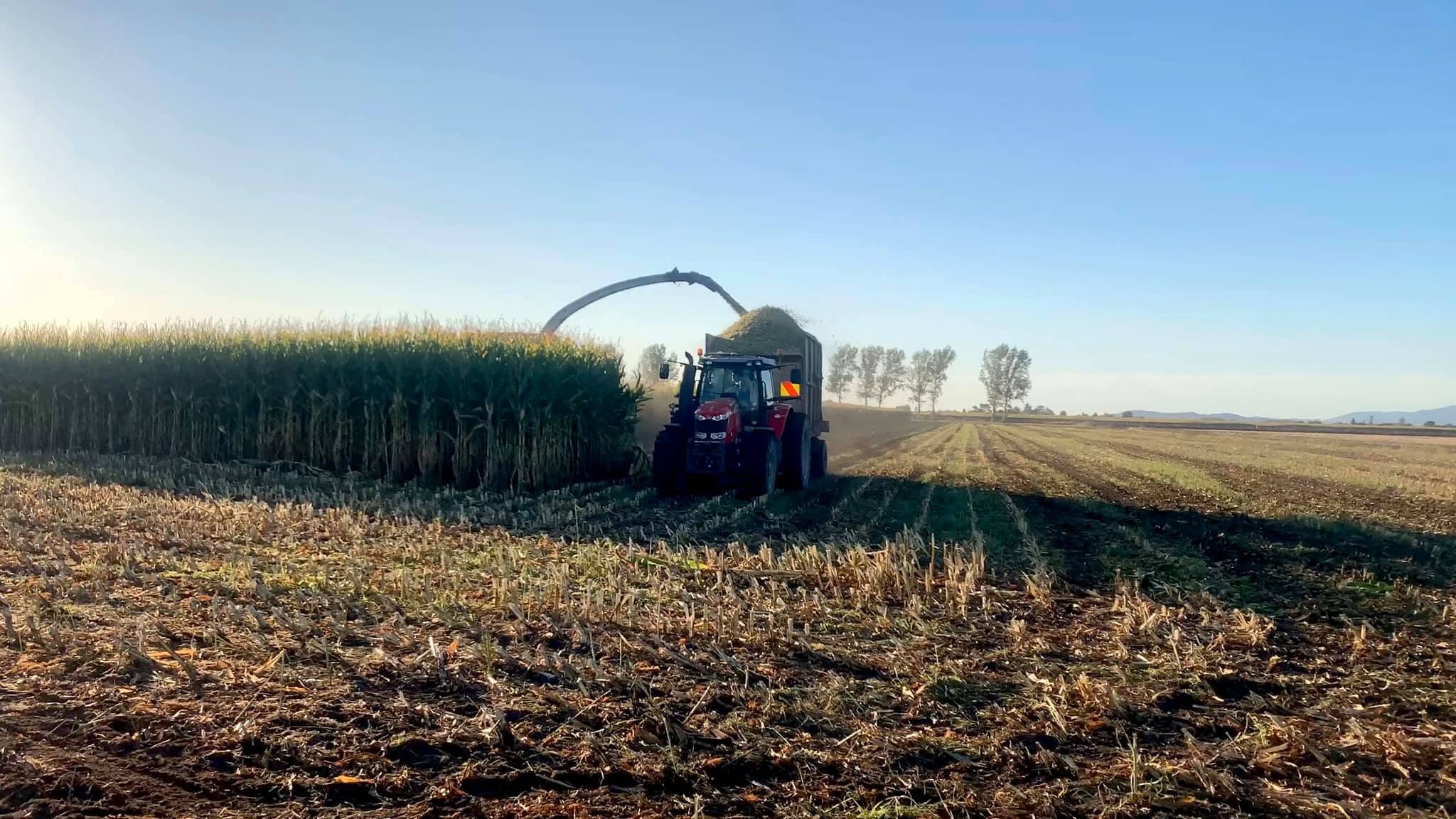 Massey Ferguson tractor and trailer collecting chopped maize from a forage harvester, backlit by low early morning sun