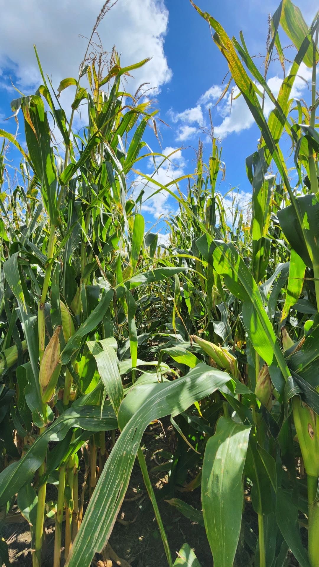 Close-up looking up through tall green maize plants with cobs, against a blue sky with scattered cloud