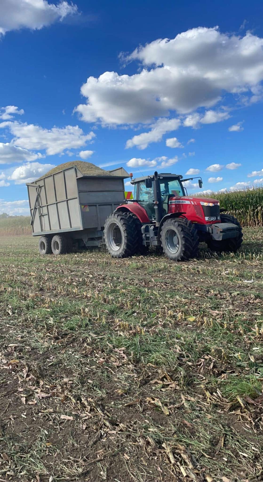 Red Massey Ferguson 7724 tractor in Walling Contracting livery with a trailer heaped full of chopped maize, parked in a partly harvested maize paddock beside the standing crop